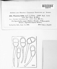 Puccinia vilfae image